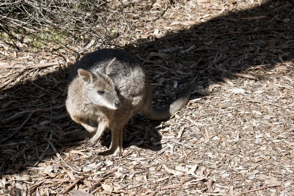 Um tammar wallaby — Fotografia de Stock