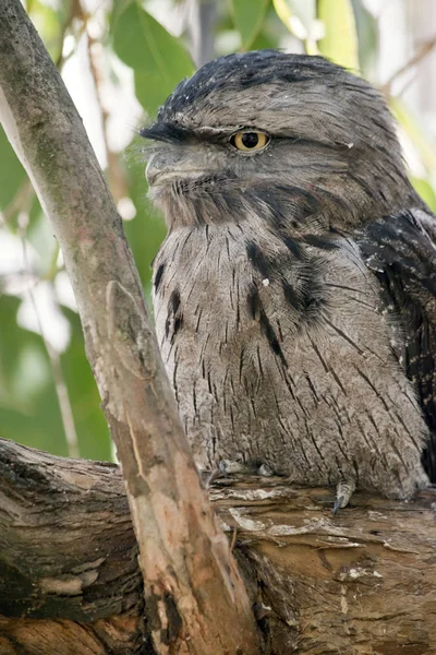 A tawny frogmouth in a tree — Stock Photo, Image