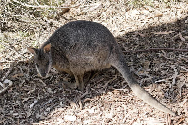 C'est une vue de côté d'un wallaby tammar — Photo