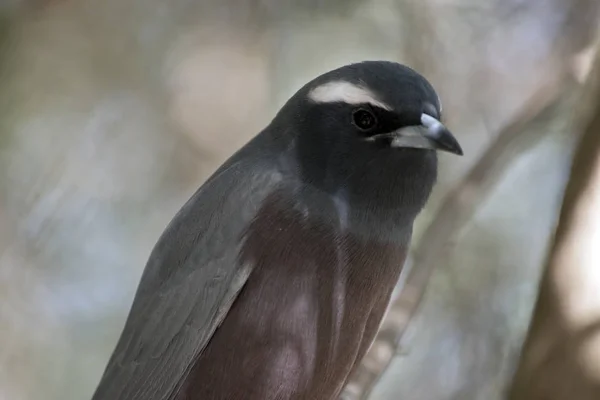 Um branco browed woodswallow — Fotografia de Stock