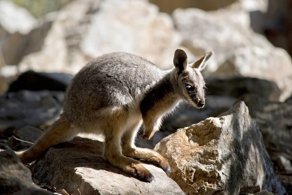 Ein joey yellow footed rock wallaby — Stockfoto