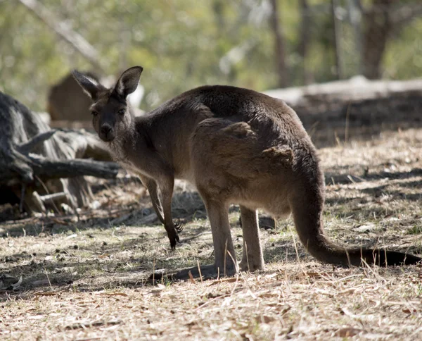 Un canguro grigio occidentale — Foto Stock