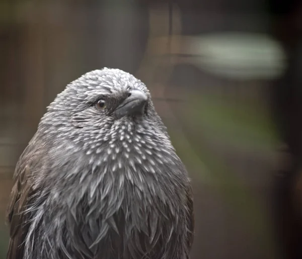 Dette er en apostel birs - Stock-foto