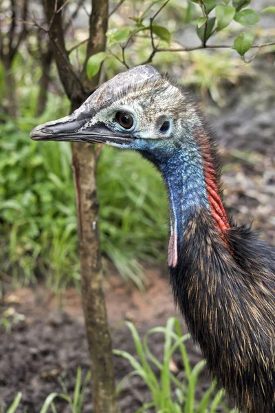 A young cassowary — Stock Photo, Image