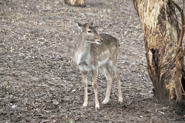 En ung hjort med fläckar — Stockfoto
