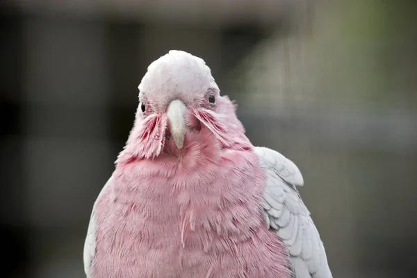 粉红色、灰色和白色的狂欢节在澳大利亚各地很常见 — 图库照片