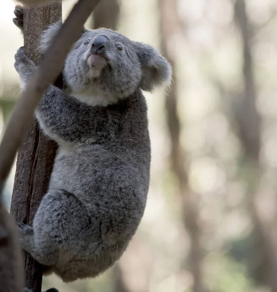 Egy fiatal Koala — Stock Fotó