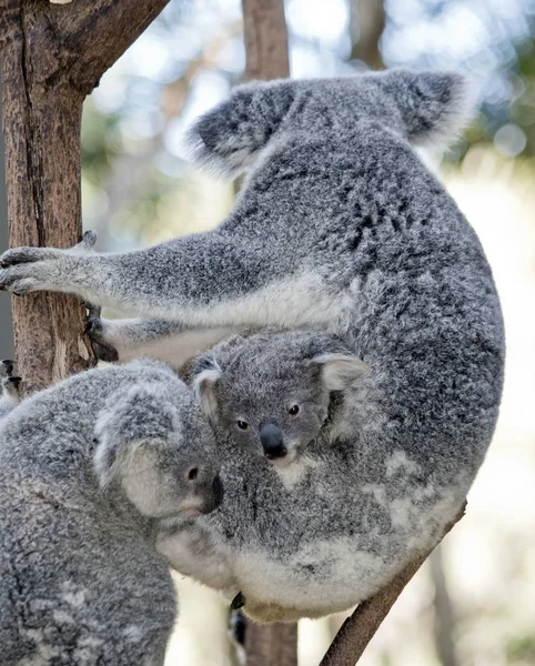 A koala and her two joeys — Stock Photo, Image