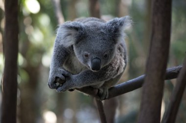 joey aşağı bakıyor