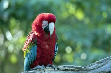 bir günlük üzerinde kızıl macaw