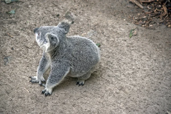 Un joey koala marche — Photo