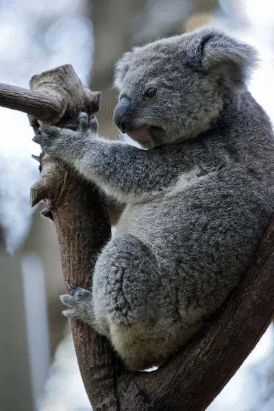 To jest widok z boku Koala — Zdjęcie stockowe