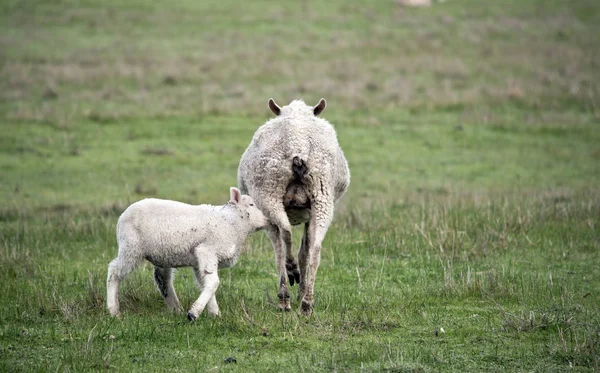 Schafe füttern ihr Lamm — Stockfoto