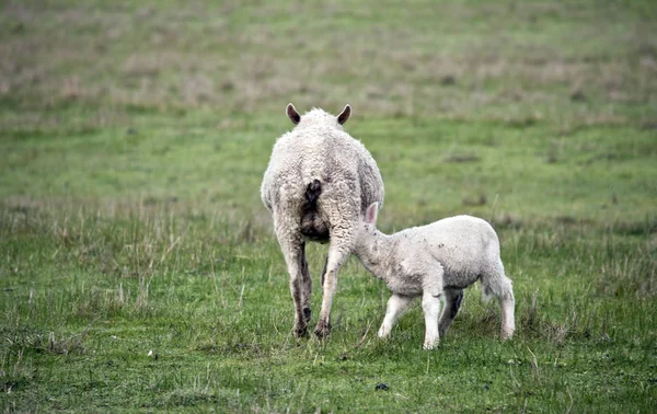 Das Lamm säugt von den Schafen — Stockfoto