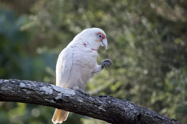 Une longue corella facturée mangeant — Photo