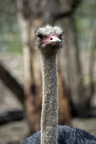 The ostrich is native to Africa — Stock Photo, Image