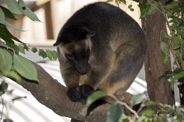 the lumholz  tree kangaroo is standing on a tree branch