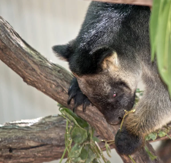 Il canguro albero lumholz sta mangiando foglie — Foto Stock