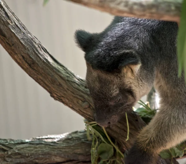 Il canguro albero lumholz sta mangiando foglie — Foto Stock