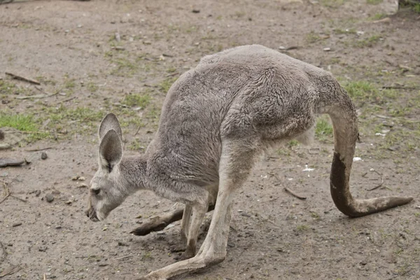 C'est un jeune kangourou rouge mâle quand il vieillit sa fourrure cha — Photo