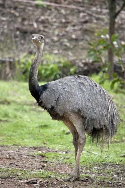 La rhée est un oiseau sud-américain — Photo