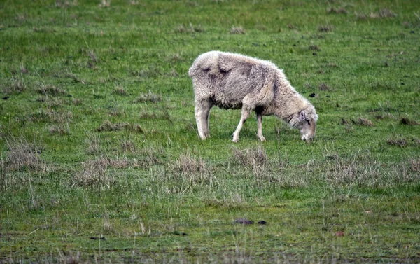 Das Schaf frisst Gras — Stockfoto