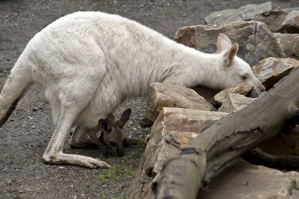 Bir albino kanguru ve kahverengi joey — Stok fotoğraf