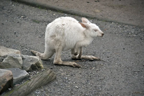 El canguro albino está sucio —  Fotos de Stock