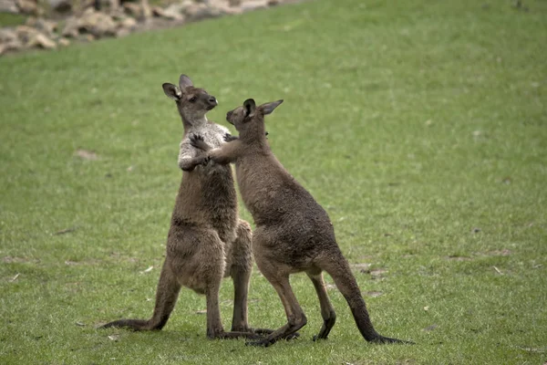 Deux kangourous mâles gris occidentaux — Photo