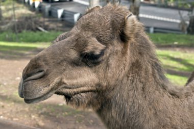 Bu bir deve yan görülmektedir