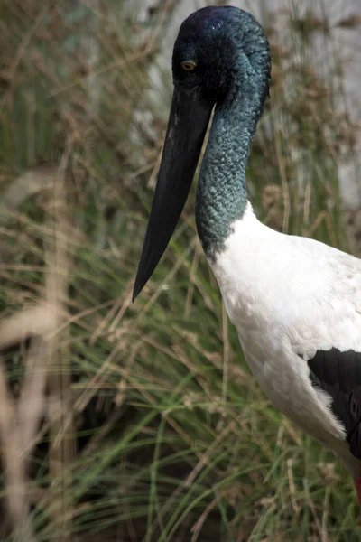 Dit is een zijaanzicht van een ooievaars blauwe hals — Stockfoto