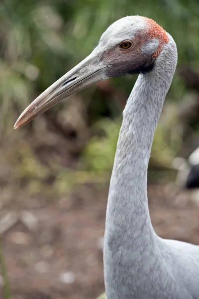 Dies ist eine Seitenansicht einer Brolga — Stockfoto