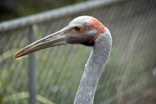 Eine Seitenansicht einer Brolga — Stockfoto