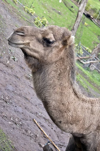 这是一只骆驼的侧视图 — 图库照片