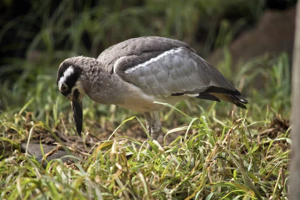 A side view of a beach stone curlew — Stock Photo, Image