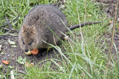 quokkas Rottnest Adası'nda bulunur