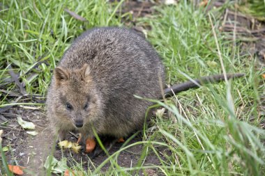 quokkas Rottnest Adası'nda bulunur
