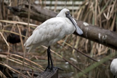 Bu, kraliyet kaşığının yan görünüşü.