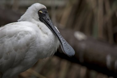 Bu, kraliyet kaşığının yan görünüşü.