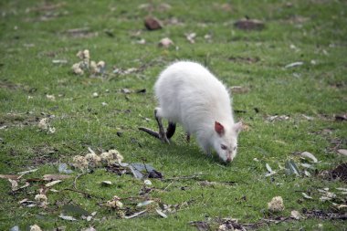 beyaz bir tammar wallaby