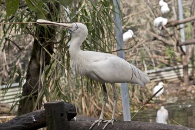 Bu bir dal tutan sarı bir kaşık gagası bir yan görünümüdür