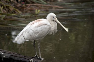 Bu sarı kaşık gagasının yan görüntüsü.