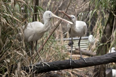 iki sarı kaşık gagası çifte