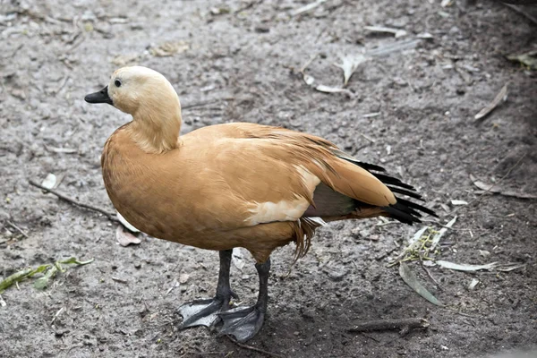 An Egyptian goose — Stock Photo, Image