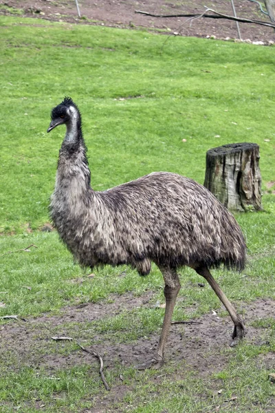 An Australian emu — Stock Photo, Image
