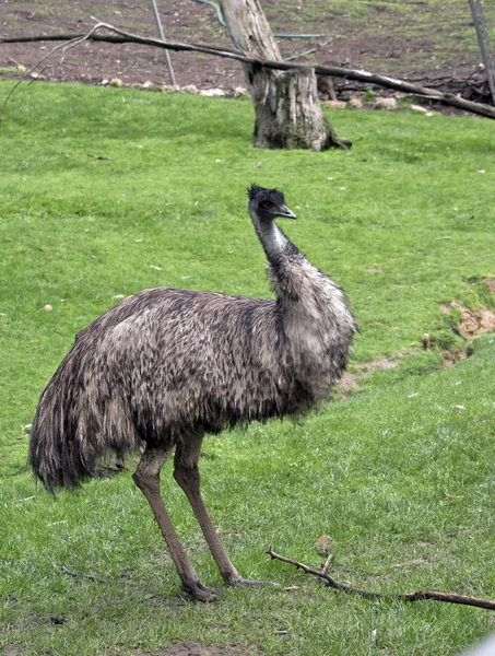 Australijskich emu — Zdjęcie stockowe