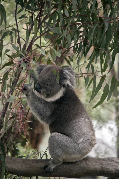 Ez egy koala oldalnézetből — Stock Fotó