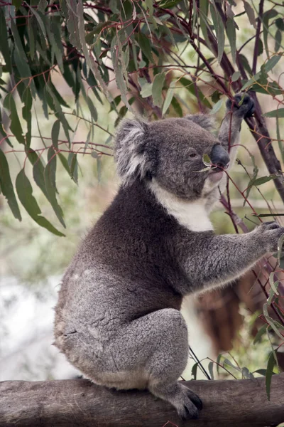 Questa è una vista laterale di un koala — Foto Stock