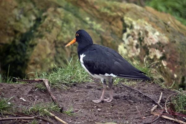 Een pied-Oystercatcher — Stockfoto