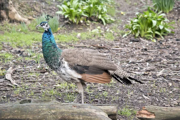 This is a side view of a peahen — Stock Photo, Image